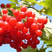 Целебные свойства калины – как лечиться этой ягодой 