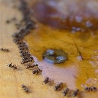 как избавиться от муравьев из квартиры